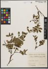 Foto von Salix waldsteiniana Willd.